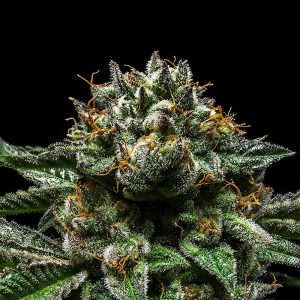 CHEMPIE Ripper Seeds Semi Femminizzati cime resinose