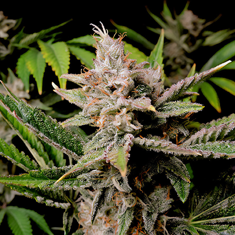Cherry Cola Auto - FastBuds - Semi Autofiorenti, vista 2