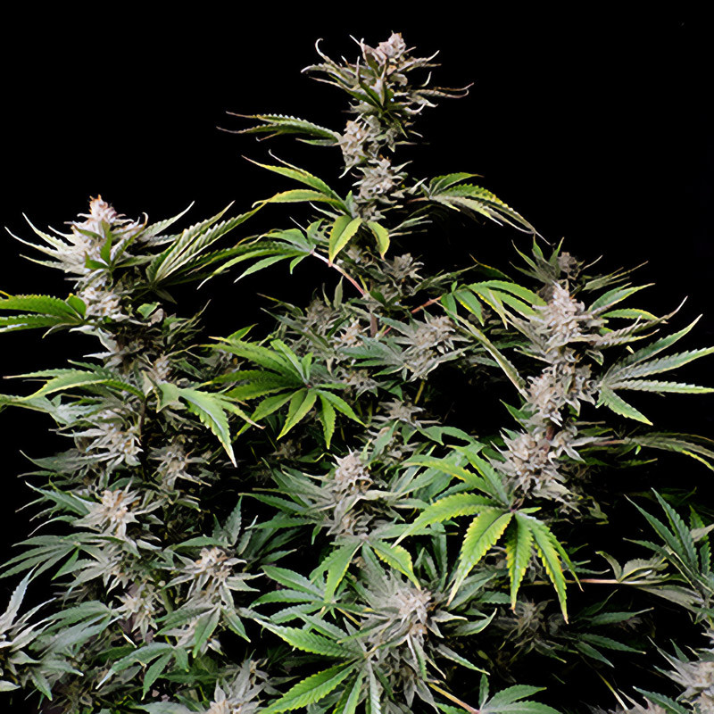 Cherry Cola Auto - FastBuds - Semi Autofiorenti, vista 3