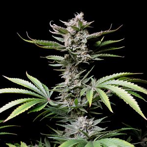 Cherry Cola Auto FastBuds Semi Autofiorenti cime resinose