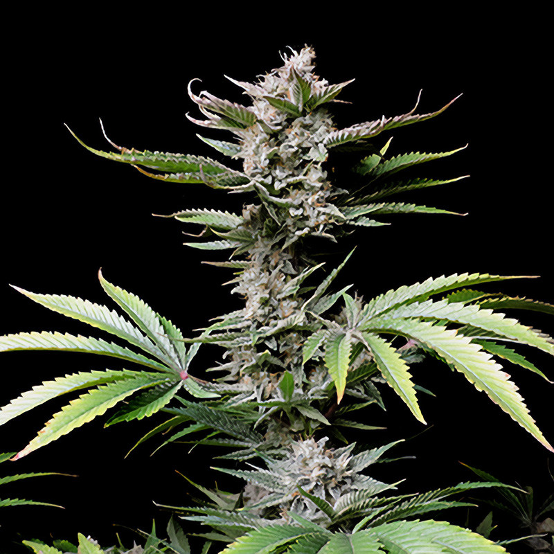 Cherry Cola Auto FastBuds Semi Autofiorenti cime resinose