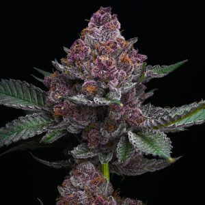 Cherry Poppers Barney's Farm Semi Femminizzati cime resinose