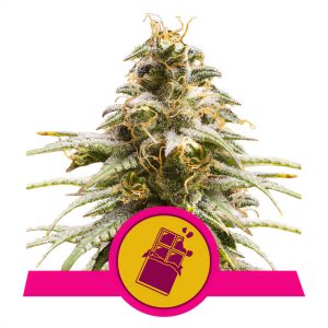 Chocolate Haze Royal Queen Seeds Semi Femminizzati cime resinose