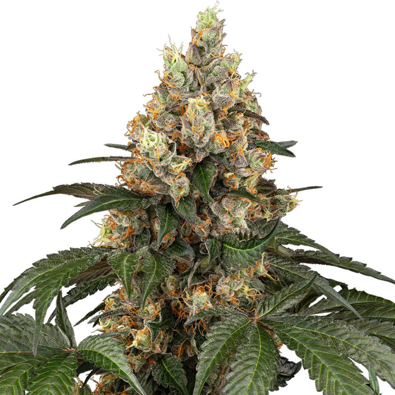 Chocolate Rainbow XXL Sensi Seeds Semi Femminizzati cime colorate