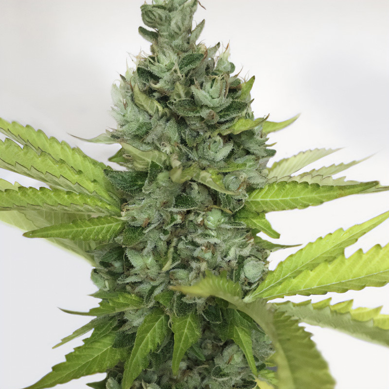 Citron Givré - TH Seeds - Semi Femminizzati, vista 3