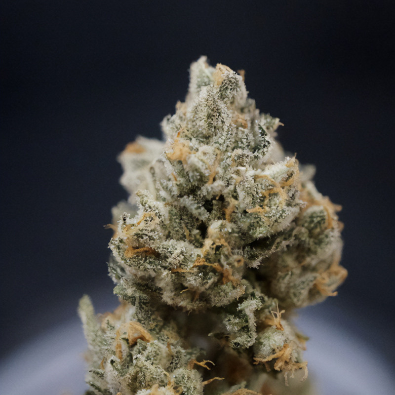 Citron Givré - TH Seeds - Semi Femminizzati, vista 5