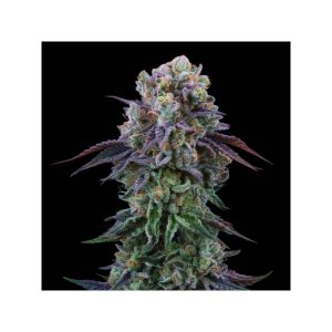 Coconut Cream Perfect Tree Semi Femminizzati cime resinose