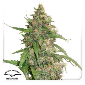 Compassion Lime Auto Dutch Passion Semi CBD cime resinose
