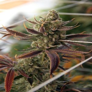 Conspiracy Kush Semi Femminizzati cime resinose