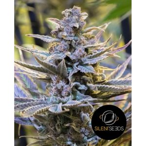 Cookielato Silent Seeds Semi Femminizzati cime resinose