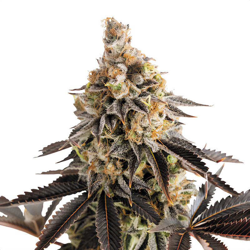 Cookies Gelato Automatic - Royal Queen Seeds - Semi Autofiorenti, vista 2