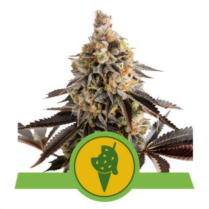 Cookies Gelato Automatic Royal Queen Seeds Semi Autofiorenti cime resinose