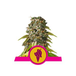 Cookies Gelato Royal Queen Seeds Semi Femminizzati cime resinose