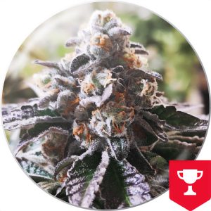 Cookies Purple Punch Medical Seeds Semi Femminizzati cime viola