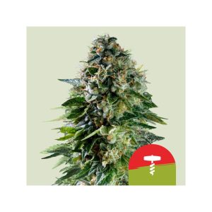 Corkscrew Auto Royal Queen Seeds Semi Autofiorenti cime resinose