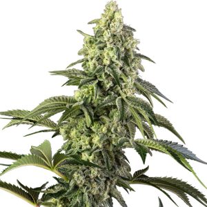 Cosmic Kiss Sensi Seeds Semi Femminizzati cime resinose