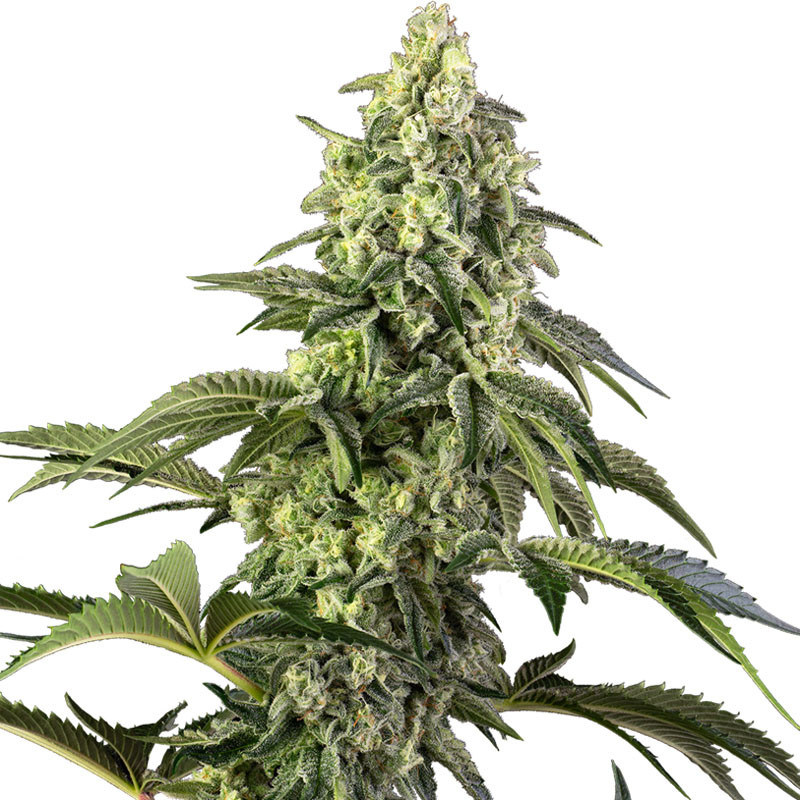 Cosmic Kiss Sensi Seeds Semi Femminizzati cime resinose