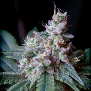 Cream Caramel Sweet Seeds Semi Femminizzati cime resinose