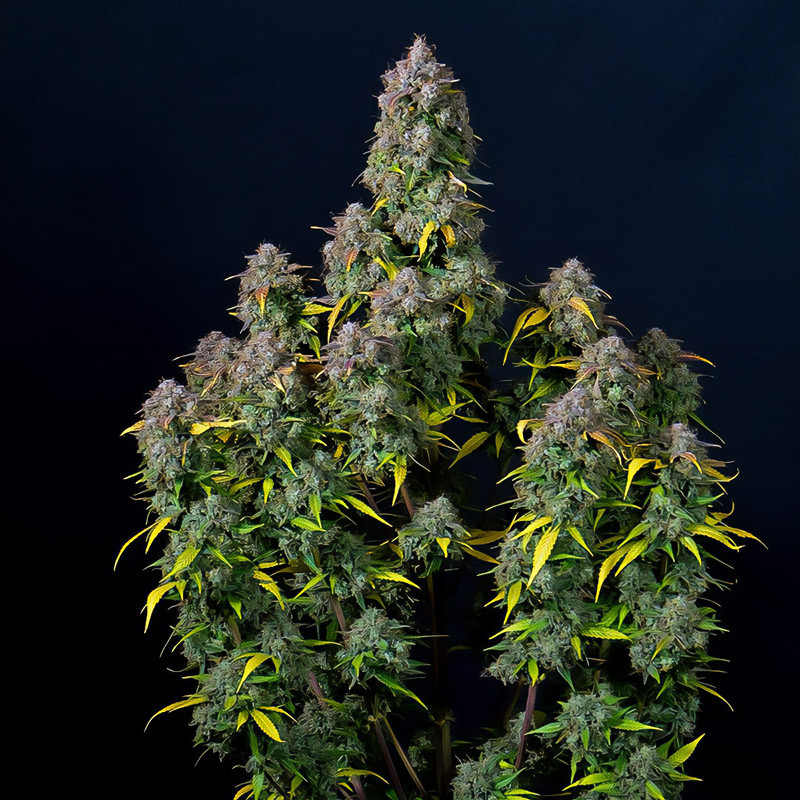 Cream Cookies Auto - FastBuds - Semi Autofiorenti, vista 3