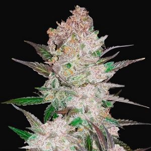 Cream Cookies Auto FastBuds Semi Autofiorenti cime resinose