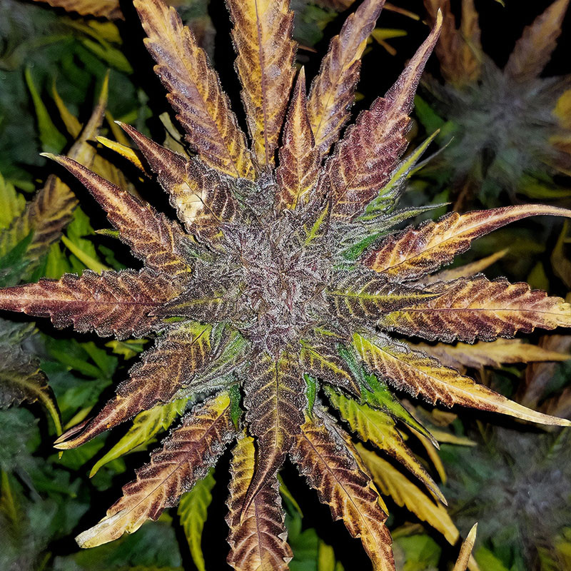 Cream Cookies Auto - FastBuds - Semi Autofiorenti, vista 4