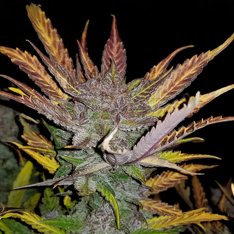Cream Cookies Auto - FastBuds - Semi Autofiorenti, vista 5