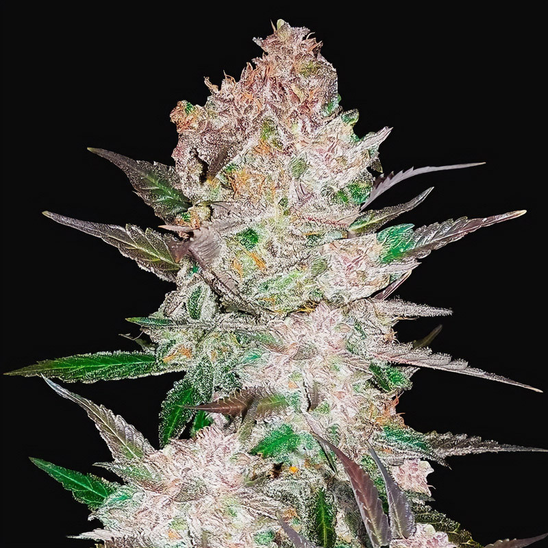 Cream Cookies Auto FastBuds Semi Autofiorenti cime resinose
