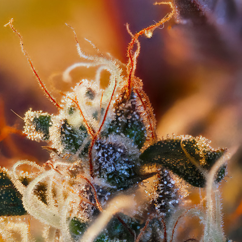 Cream Mandarine XL Auto - Sweet Seeds - Semi Autofiorenti, vista 2
