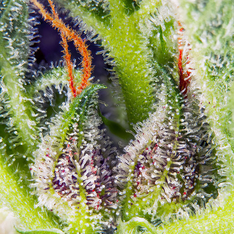 Cream Mandarine XL Auto - Sweet Seeds - Semi Autofiorenti, vista 3