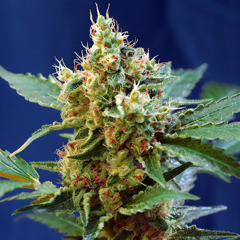 Cream Mandarine XL Auto Sweet Seeds Semi Autofiorenti cime resinose