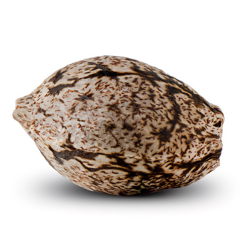 Criminal Plus - Ripper Seeds - Semi Femminizzati, vista 3