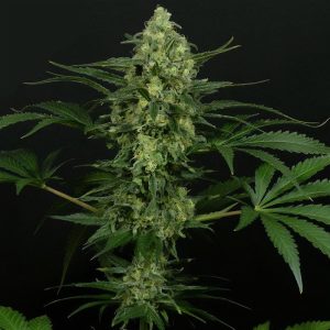 Criminal Plus Ripper Seeds Semi Femminizzati cime dense