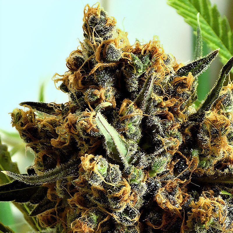 Criminal Plus - Ripper Seeds - Semi Femminizzati, vista 4