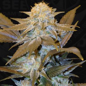 Critical Hog TH Seeds Semi Femminizzati cime dense
