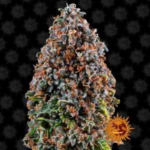 Critical Kush Barney's Farm Semi Femminizzati cime dense