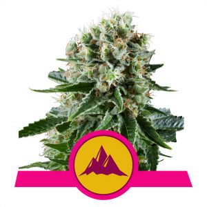 Critical Kush Royal Queen Seeds Semi Femminizzati cime resinose