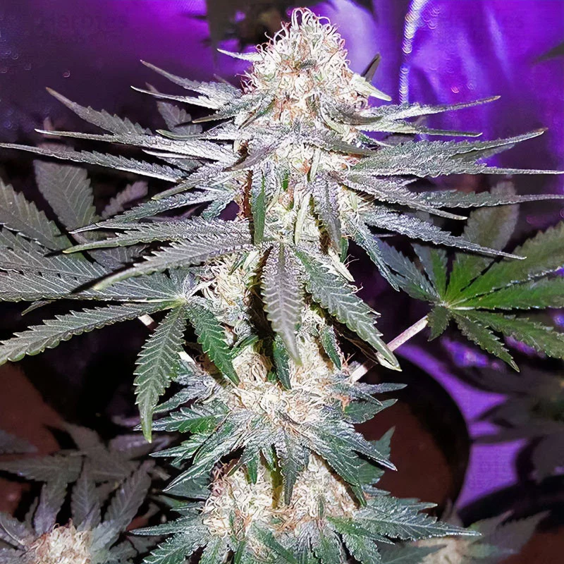 Critical Plus Semi Femminizzati cime dense