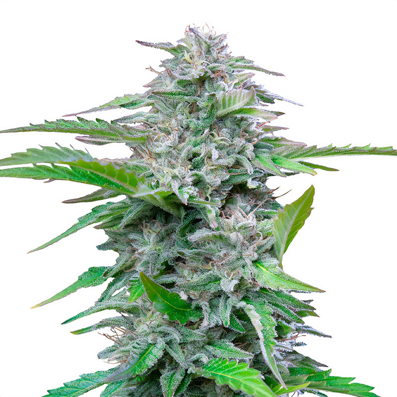 Critical - Royal Queen Seeds - Semi Femminizzati, vista 3