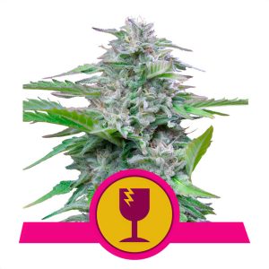 Critical Royal Queen Seeds Semi Femminizzati cime dense