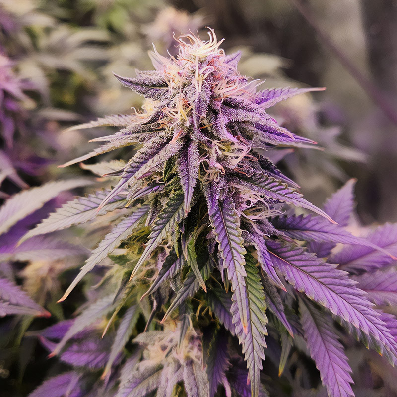 Critical - Royal Queen Seeds - Semi Femminizzati, vista 4