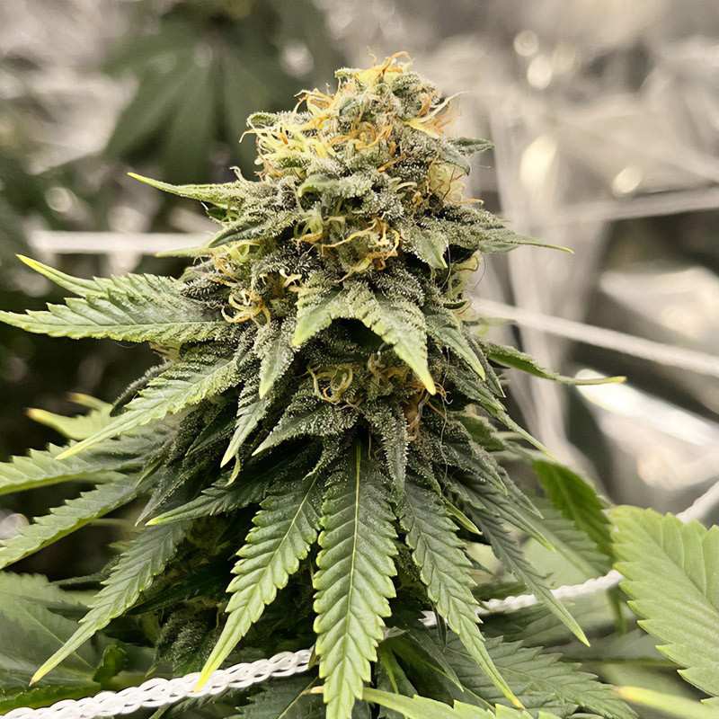 Critical - Royal Queen Seeds - Semi Femminizzati, vista 5