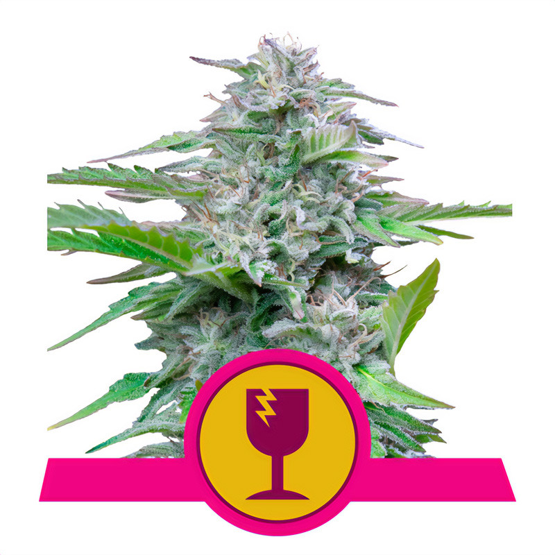 Critical Royal Queen Seeds Semi Femminizzati cime dense