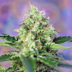 Crystal Candy Sweet Seeds Semi Femminizzati cime resinose