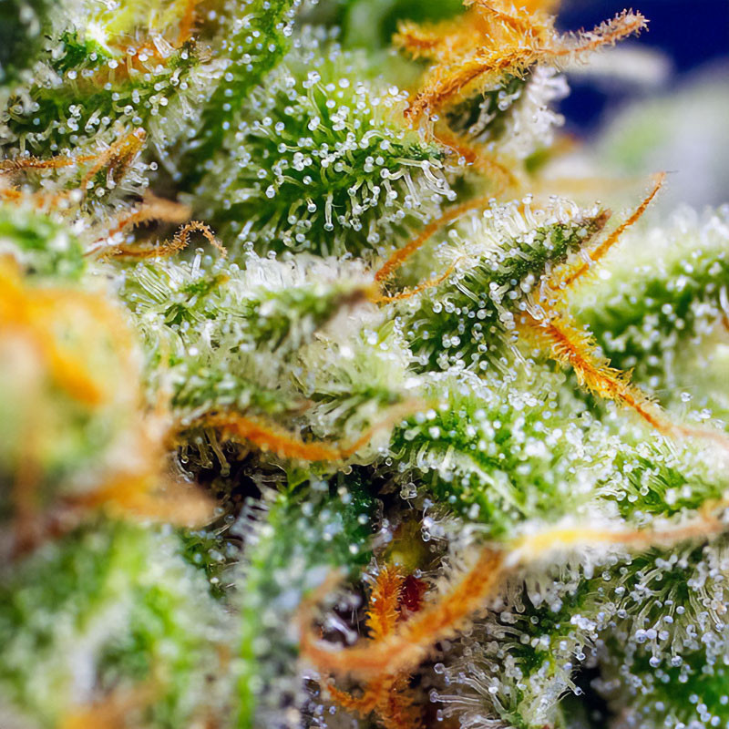 Crystal Candy XL Auto - Sweet Seeds - Semi Autofiorenti, vista 3