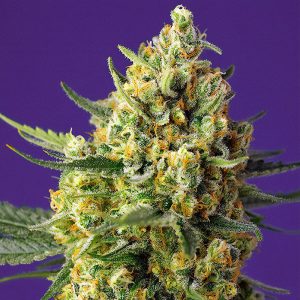 Crystal Candy XL Auto Sweet Seeds Semi Autofiorenti cime resinose
