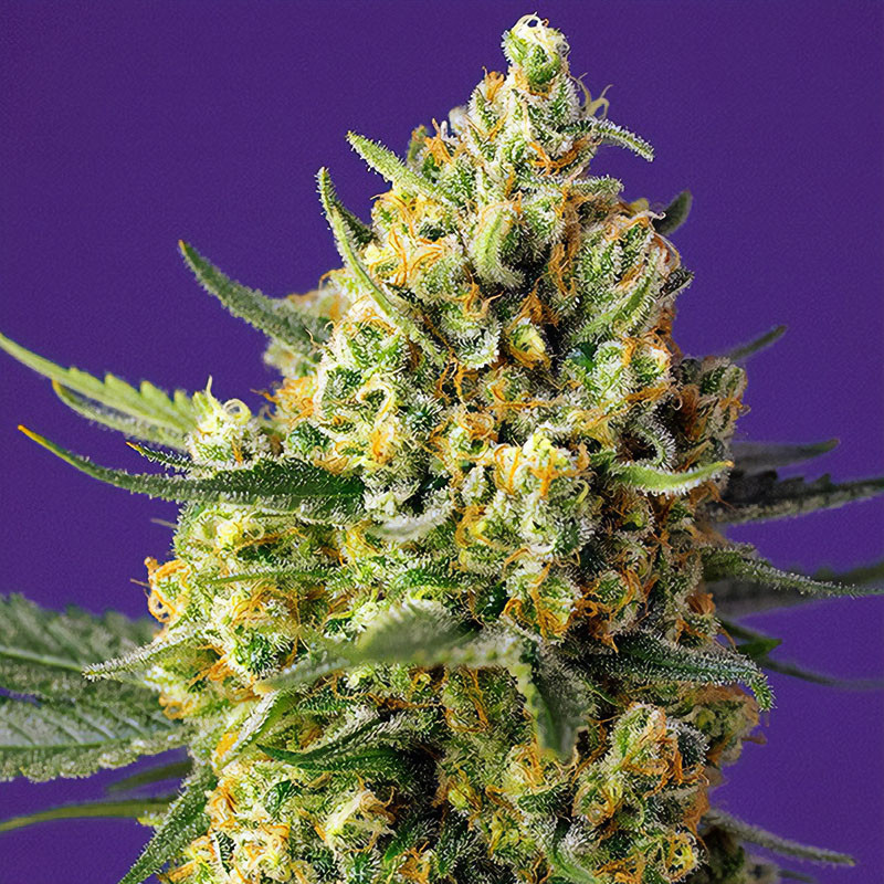Crystal Candy XL Auto Sweet Seeds Semi Autofiorenti cime resinose