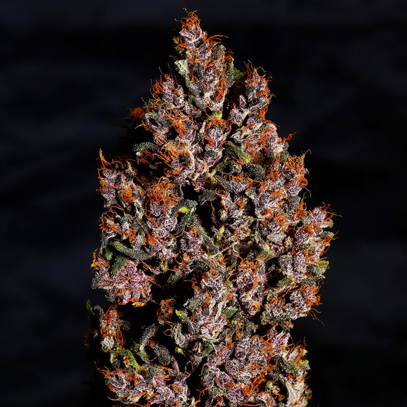 Crystal Meth Auto - FastBuds - Semi Autofiorenti, vista 2