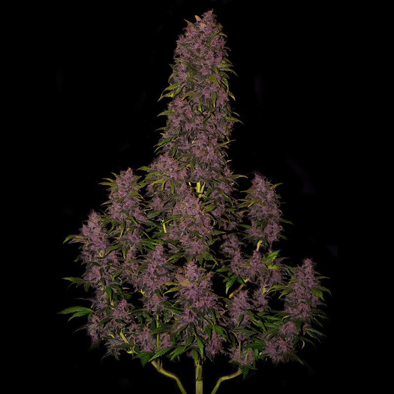 Crystal Meth Auto - FastBuds - Semi Autofiorenti, vista 3