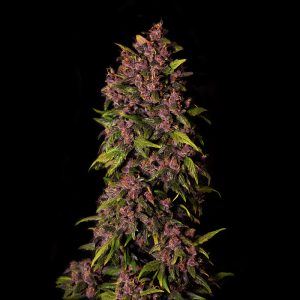 Crystal Meth Auto FastBuds Semi Autofiorenti cime resinose