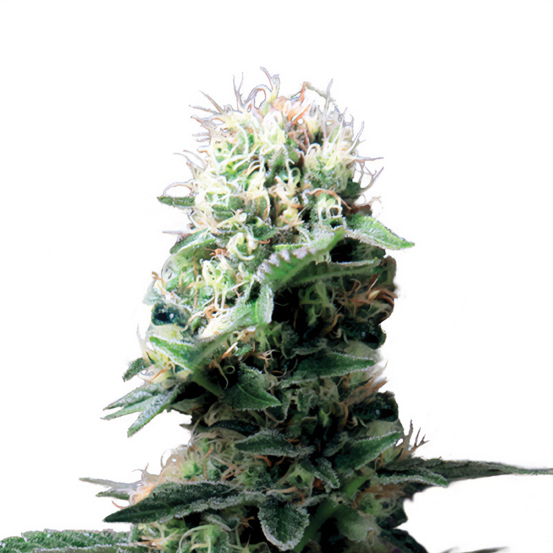 Dance World - Royal Queen Seeds - Semi CBD, vista 3